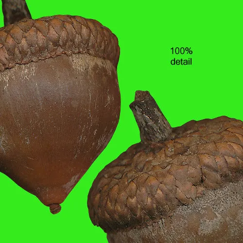 Acorns, Volume 01